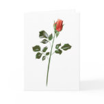 Long stem Red Rose