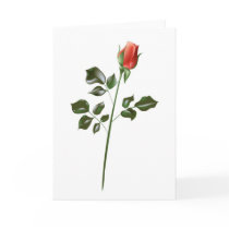  Long stem Red Rose cards