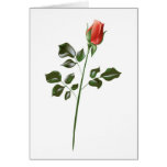 Long stem Red Rose Greeting Cards