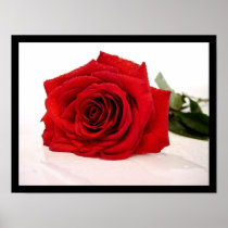 Long Stem Red Rose Poster