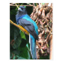 Long Tailed Blue Bird Post Card