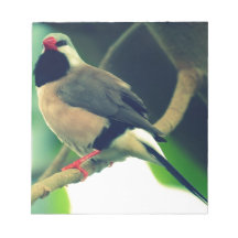 Long-tailed Finch Memo Note Pad