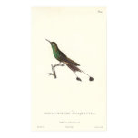 Long-tailed Green Humminbird from Antique Print