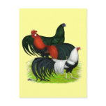 Long-tailed Rooster Trio postcards