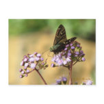 Long-tailed Skipper Postcard