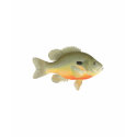 Longear Sunfish Logo shirt