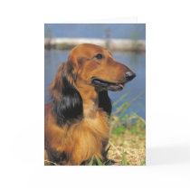 Longhaired Dachshund greeting card
