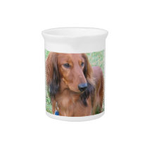 Longhaired Dachshund Pitcher