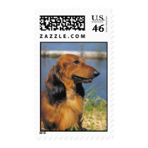 Longhaired Dachshund  postage stamp
