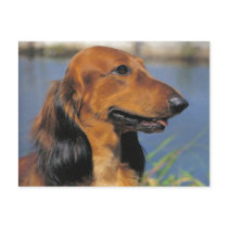 Longhaired Dachshund  postcard