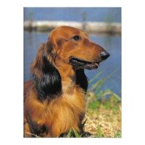 Longhaired Dachshund  poster posters
