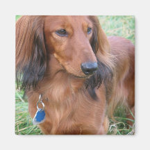 Longhaired Dachshund Square Magnet