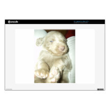 Longhaired Pup Weimaraner Decal For Laptop