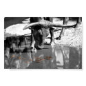 Longhorn and Goldfish posters by Texas Longhorn and Goldfish posters