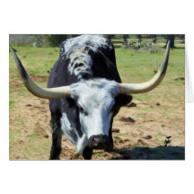 Longhorn at LBJ Historic Park Cards