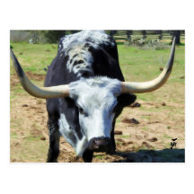 Longhorn at LBJ Historic Park Postcard