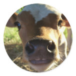 Longhorn Calf Sticker