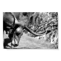 Longhorn Eating posters by Texas Longhorn Eating posters