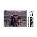 Longhorn