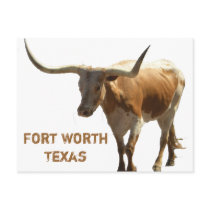 Longhorn postcard