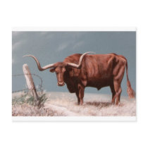 LONGHORN STEER POST CARDS
