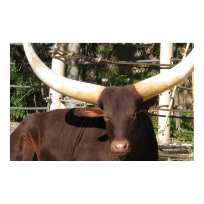Longhorn Steer Poster by all_creatures