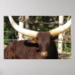 Longhorn Steer posters