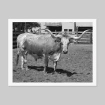 Longhorns are Friends, Not Food (B&W) postcards