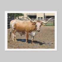 Longhorns are Friends, Not Food (color) postcards