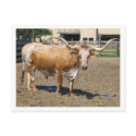 Longhorns are Friends, Not Food (color) postcards by beautifulidealism Longhorns are Friends, Not Food (color) postcards