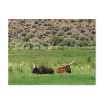 Longhorns postcards by sumiko Longhorns postcards