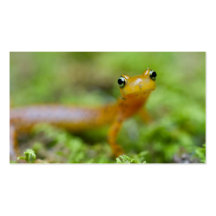 Longtail Salamander Business Card Templates