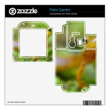 Longtail Salamander Decals For Palm Centro
