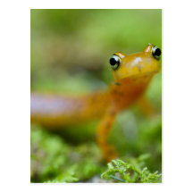 Longtail Salamander Post Cards