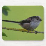 Longtailed Titmouse Mousepad