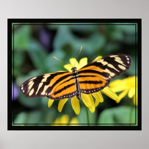 Longwing Butterfly 2 Print