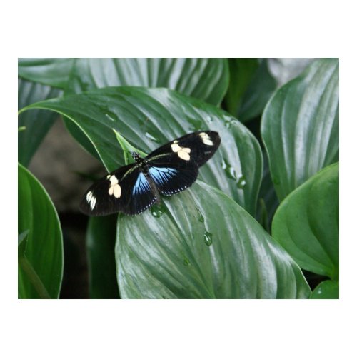 Longwing Butterfly print