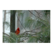 Lonley Cardinal posters