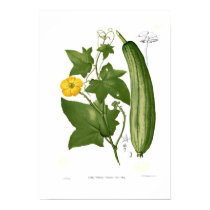 Loofah posters