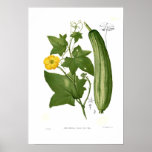 Loofah Posters
