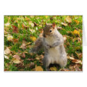 Look at Me cards by tonibb Look at Me cards
