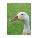 look at me postcards by KatAnnette look at me postcards