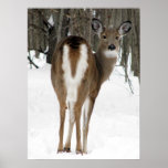 look back, deer posters