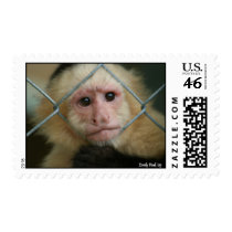 Look Into My Eyes Stamp
