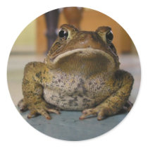 Look me in the eye round stickers