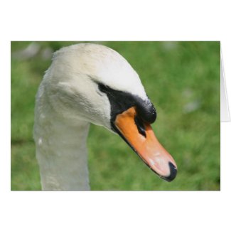 Look Of Kings Swan Nature Photo Greeting Note Card card