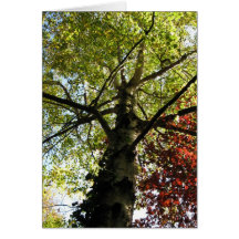 look up card