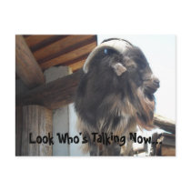 Look Who's Talking Now... postcards