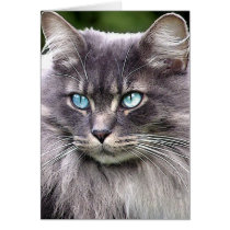 lookhatme card