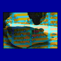 Looking after oceans treasures .. posters